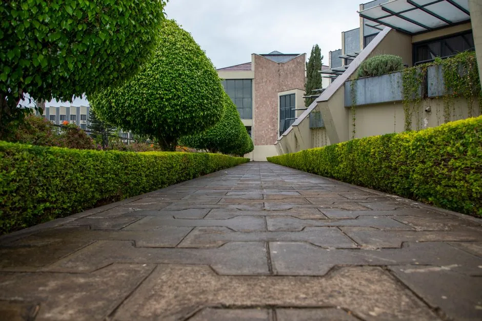 Allee pavee bordee de haies parfaitement entretenues